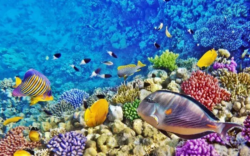 Coral reef view from semi-submarine — Red Sea marine life, Sharm el-Sheikh family tour